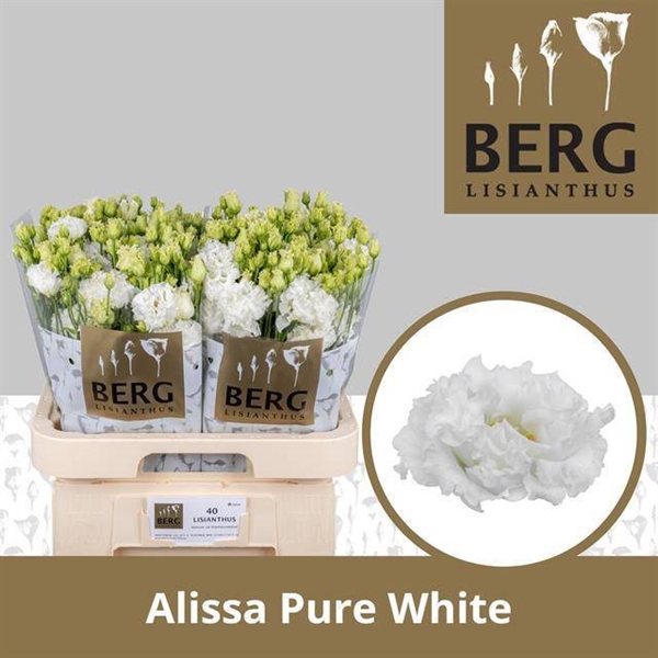 LISIANTHUS ALISSA PURE WHITE 70CM
