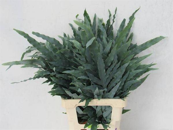 CYRTOMIUM FORT 65CM 10ST