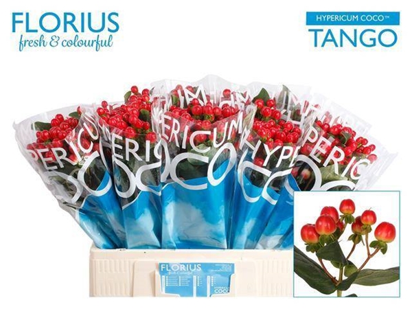 HYPERICUM COCO TANGO 60CM