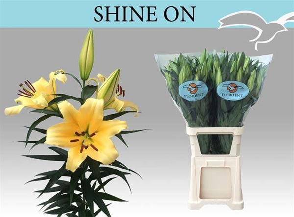 LYS OR SHINE ON 41FL 100CM 5 F+