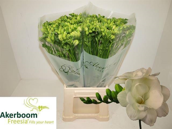 FREESIA 28G 54CM