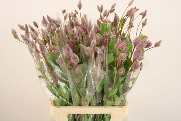 PTILOTUS EX MATILDA 70CM