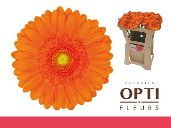 GERMINI AQUA X20 MAX 50CM