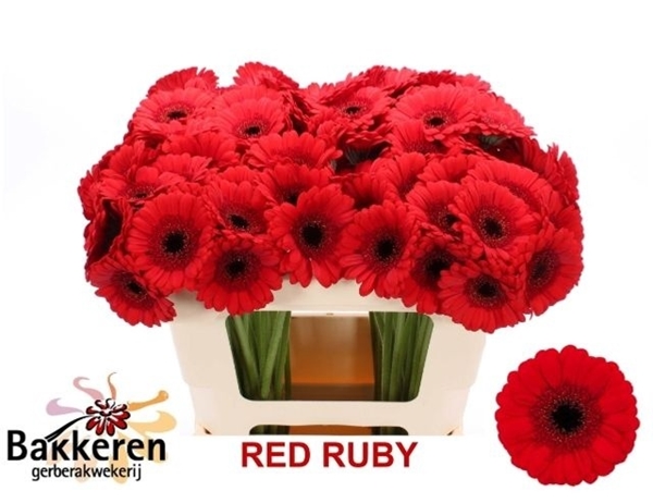 GERMINI AQUA X20 RED RUBY 50CM