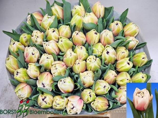 TULIPE SAMBUCA 42G 40CM