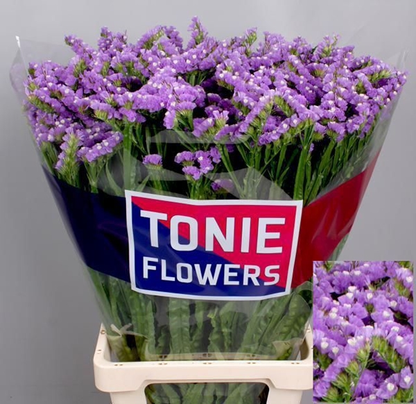 LIMONIUM TESSA MALVA 80CM 60G
