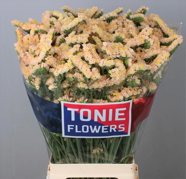 LIMONIUM GLOW SUN BIRDS 80CM 52G