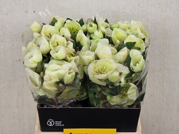 HELLEBORE MOONDANCE 45CM