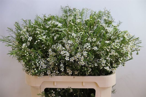 WAX ROMI ROSE OFIR 80CM 70G