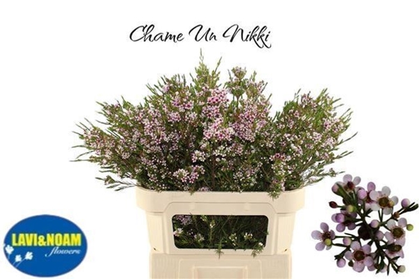 WAX ROMI ROSE NIKI 80CM 80G