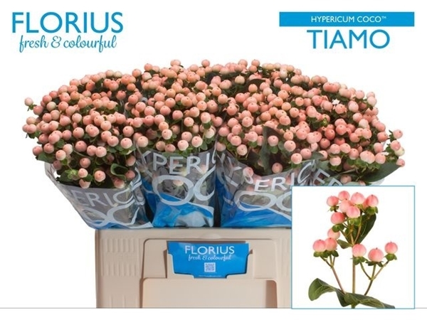 HYPERICUM COCO TIAMO 60CM