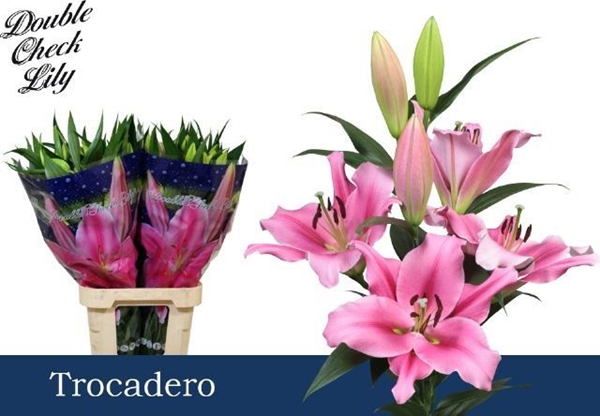 LYS OR TROCADERO 25FL 90CM 3 F+