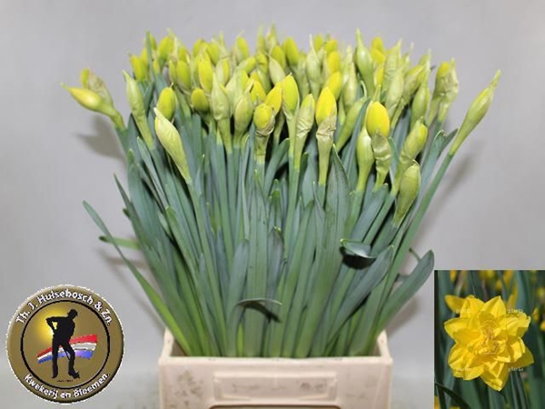 NARCISSE GOLDEN DUCAT 50CM 42G