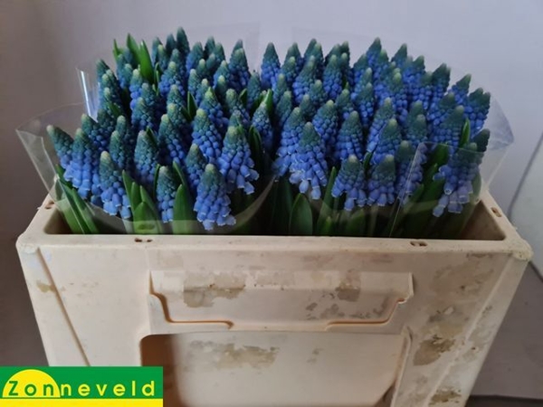 MUSCARI CAROLA 30CM