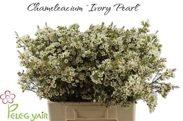 WAX ROMI ROSE IVORY PEARL 60CM 40G