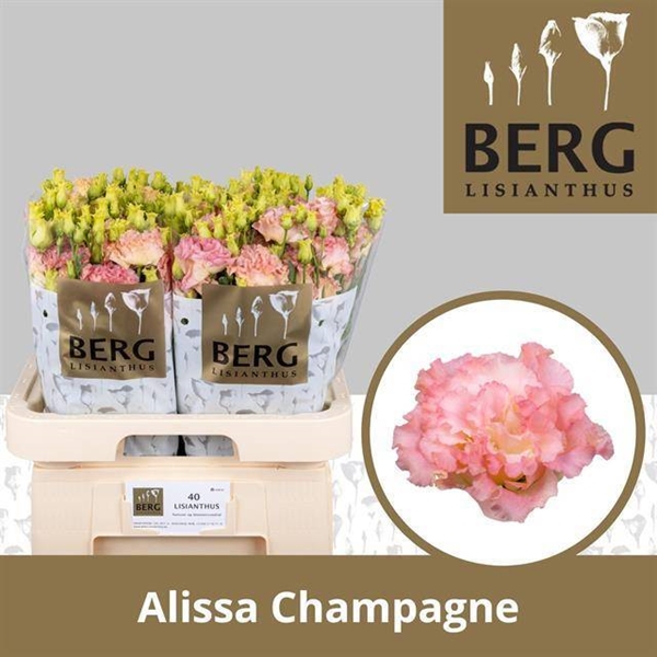 LISIANTHUS ALISSA CHAMPAGNE 70CM