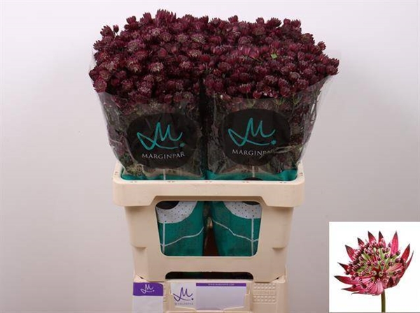 ASTRANTIA STAR OF LOVE 60CM