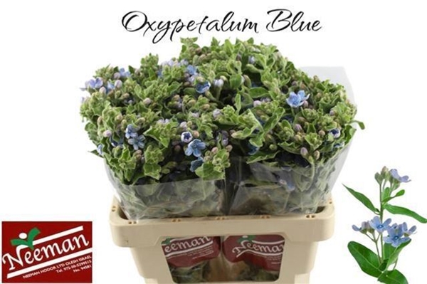 OXYPETALUM PURE BLEU 60CM