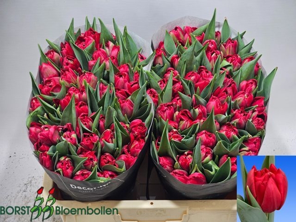 TULIPE HATTRICK 60G 40CM
