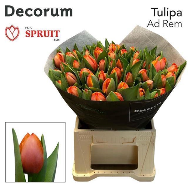 TULIPE AD REM 60G 42CM