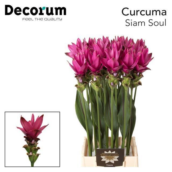 CURCUMA SIAM SOUL 70CM