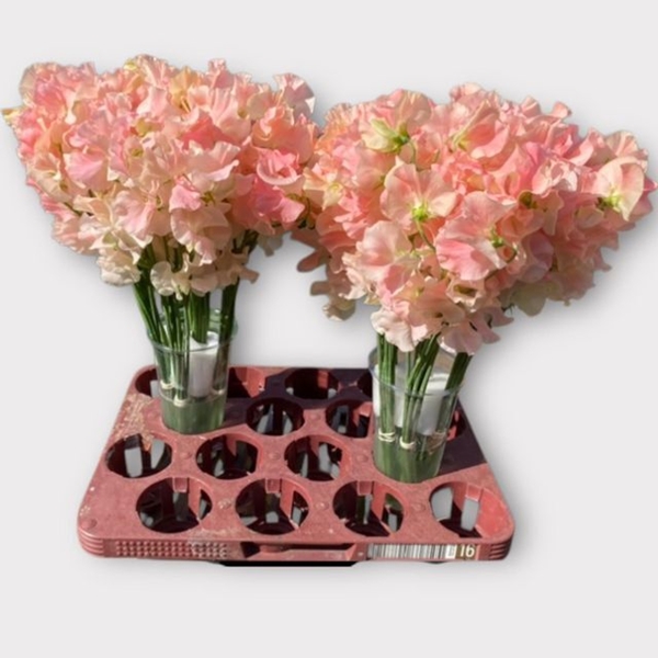 LATHYR ROMANCE SALMON 40CM