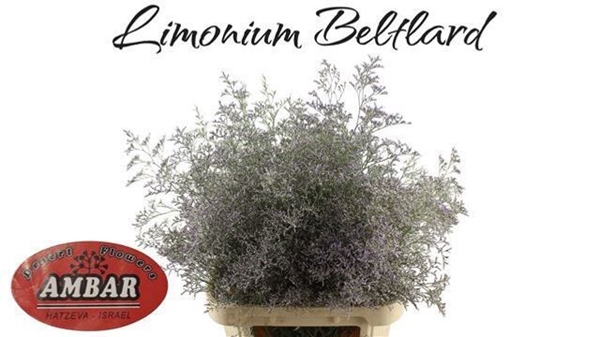 LIMONIUM BELTAARD 90CM 50G