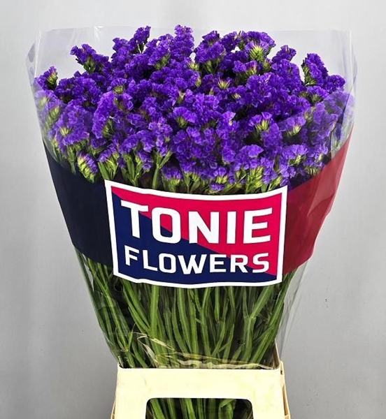 LIMONIUM CRYSTAL BLUE 80CM 90G