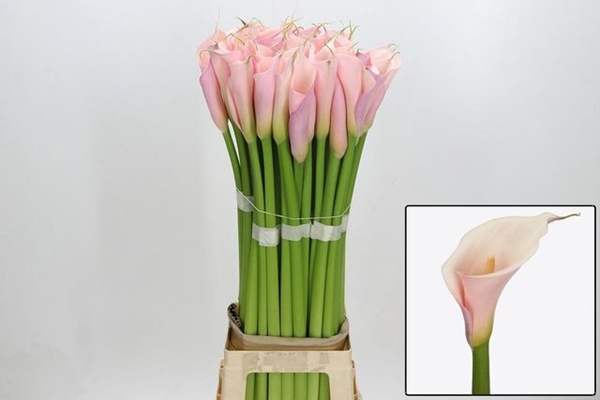 CALLA EYD PINK 90CM PT