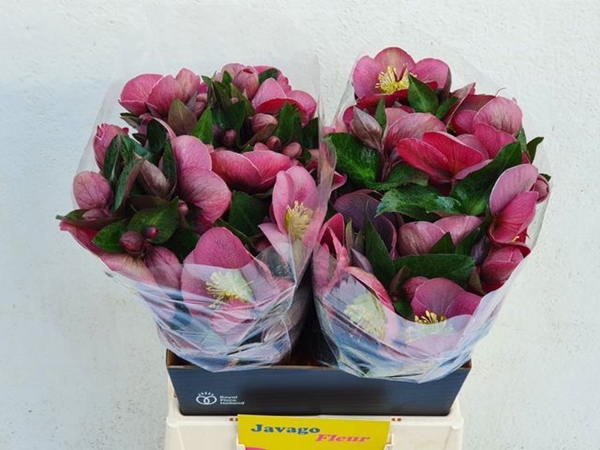 HELLEBORE PIPPA'S PURPLE 45CM