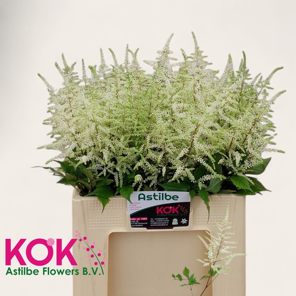 ASTILBE WASHINGTON 60CM