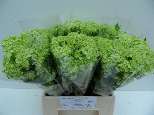 VIBURNUM OPULUS 40CM $$$