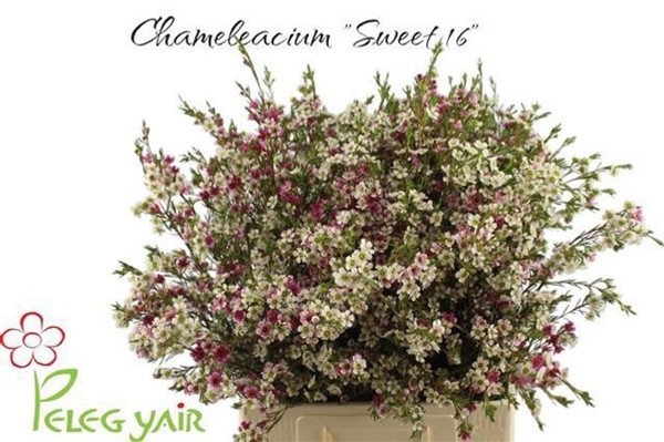 WAX ROMI ROSE MY SWEET 16 70CM 60G