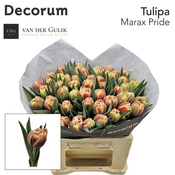 TULIPE MARAX PRIDE 54G 40CM