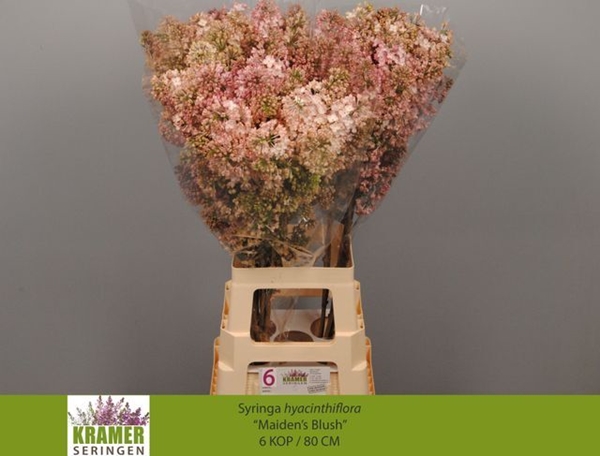 LILAS MAIDENS BLUSH 80CM