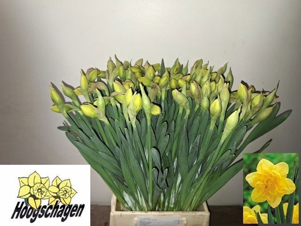 NARCISSE DICK WILDEN 40CM 40G