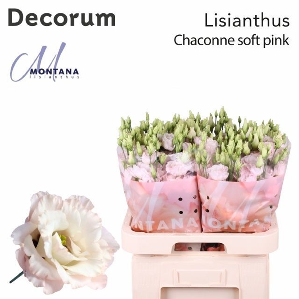 LISIANTHUS CHACONNE SOFT PINK 70CM