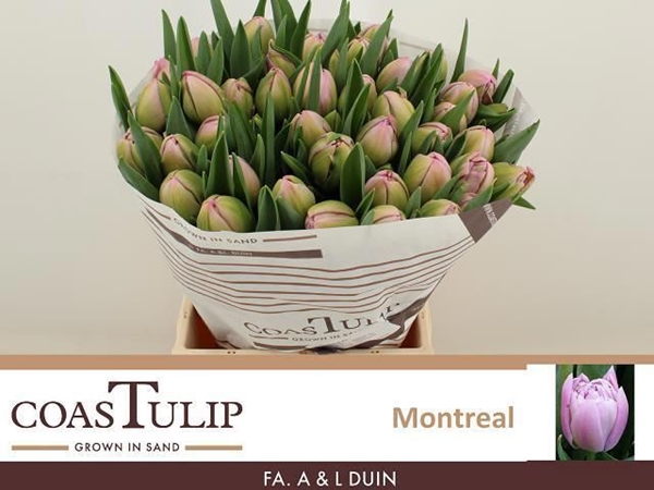 TULIPE MONTREAL 75G 50CM