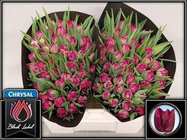 TULIPE ROSE 40G 36CM $$$