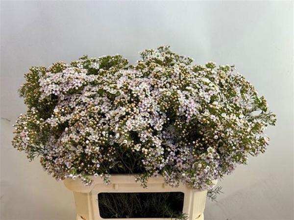 WAX ROMI ROSE JUPITER MOON 80CM 80G