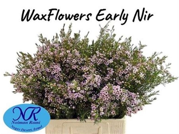 WAX ROMI ROSE UN EARLY NIR 70CM 40G