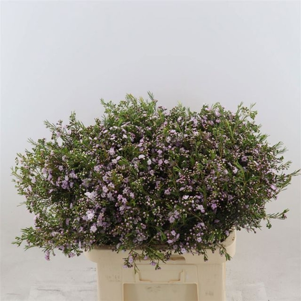 WAX ROMI ROSE UN DANC QUEEN 70CM 90G