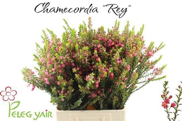 WAXCORDIA REY 70CM 60G