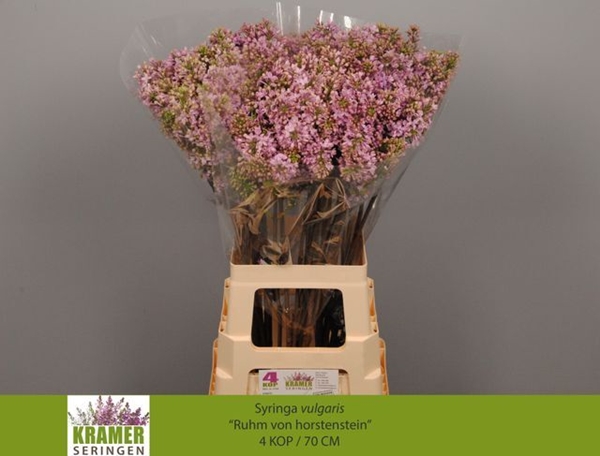 LILAS R V HORSTENST 70CM