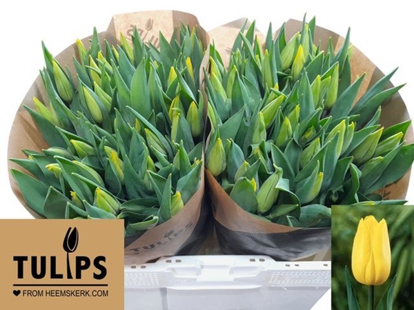 TULIPE STRONG GOLD 48G 42CM