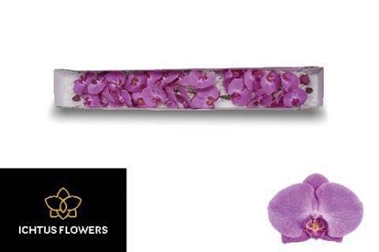 PHALAENO VICTORIAN PRINCESS