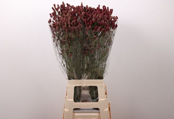 SANGUISORBA RED DREAM 80CM