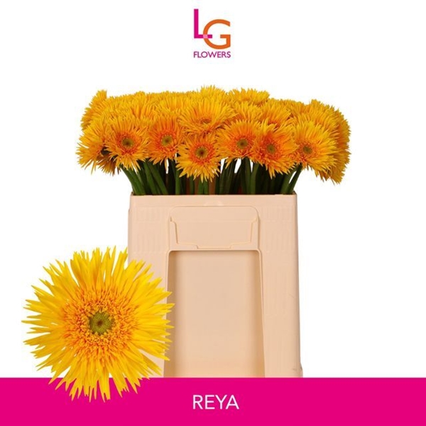 GERMINI AQUA X20 PUNKI KIKO 50CM