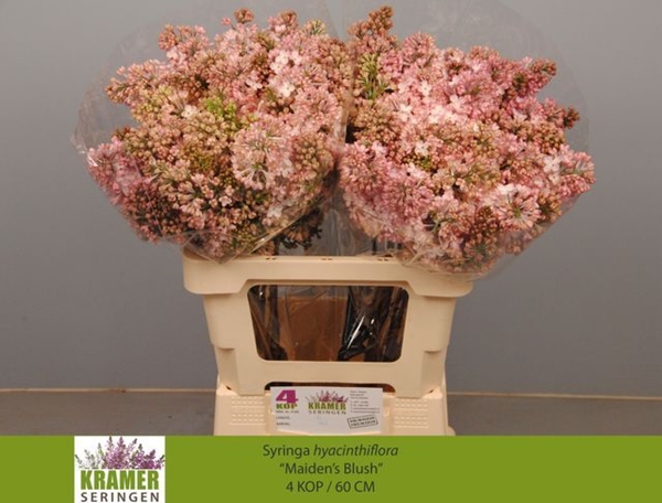 LILAS MAIDENS BLUSH 60CM