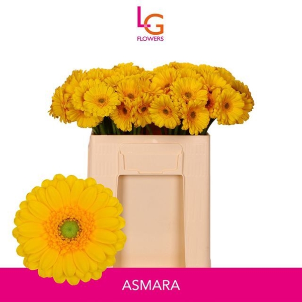 GERMINI AQUA X20 ASMARA 50CM